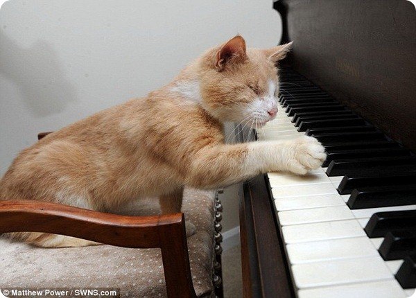 слепой кот музыкант